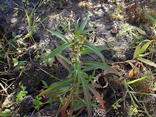 False loosestrife (Ludwigia polycarpa)
