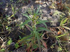 Ludwigia polycarpa, photograph (c) Micki Colbeck, some rights reserved (CC BY)