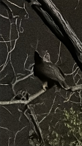 View observation of {o.common_name} on iNaturalist