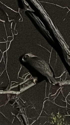 View observation of {o.common_name} on iNaturalist