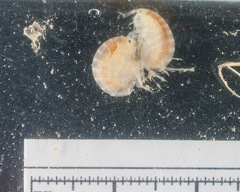 Wecomedon nobilis