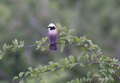 Eurocephalus ruppelli