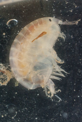 Wecomedon nobilis