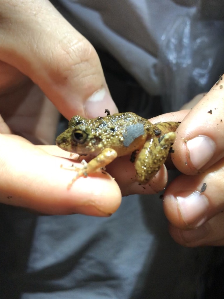 Amarakaeri's Big-Headed Frog