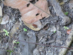 Physalaemus cuvieri