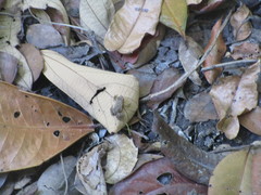 Physalaemus cuvieri