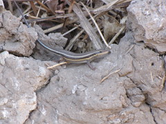 Trachylepis quinquetaeniata