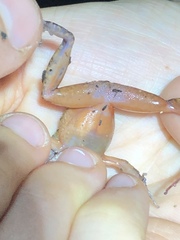 Amarakaeri's Big-Headed Frog photo 2