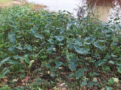 Xanthosoma sagittifolium