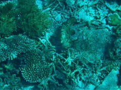 Epinephelus fuscoguttatus