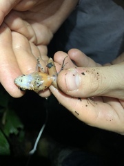 Amarakaeri's Big-Headed Frog photo 3