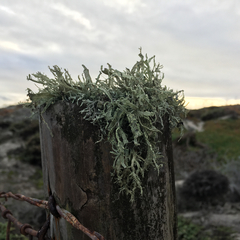 Ramalina subleptocarpha