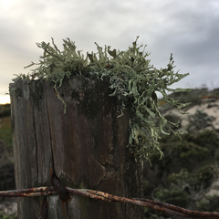 Ramalina subleptocarpha