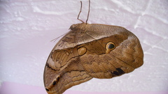 Eryphanis