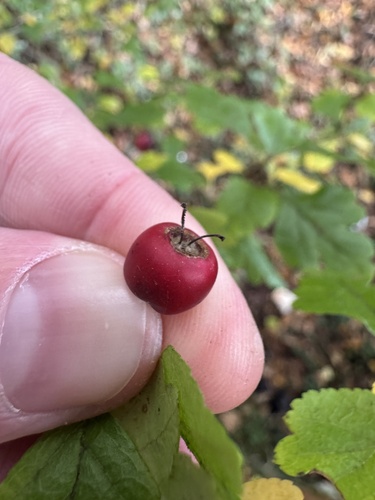 Crataegus laevigata