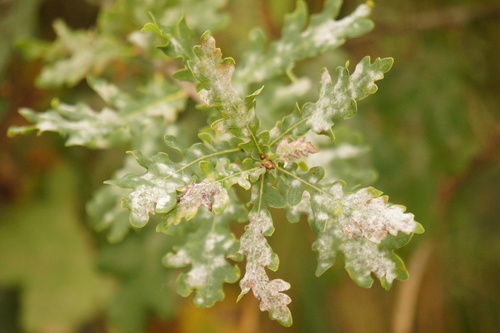 Erysiphe alphitoides