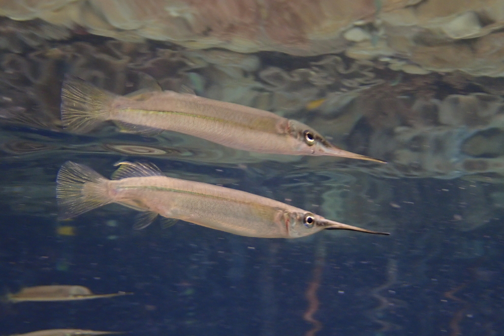 Mangrove-halfbek (Zenarchopterus dispar) — Zenarchopteridae