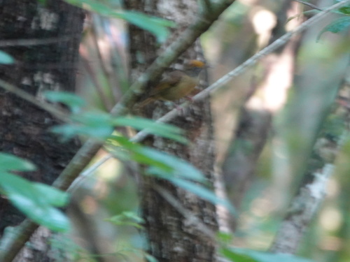 Ochre-crowned Greenlet (Tunchiornis ochraceiceps), photo 7