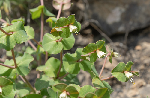 Euphorbia orbiculifolia