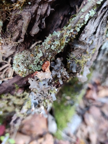 Naked Kidney Lichen
