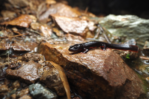 Pingchi's Newt, Pachytriton granulosus