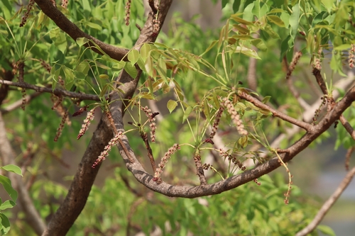 marula