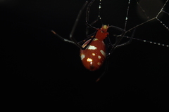 Argyrodes miniaceus