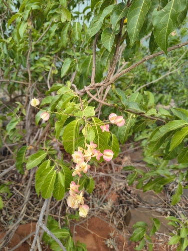 Combretum coccineum