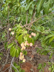 Combretum coccineum