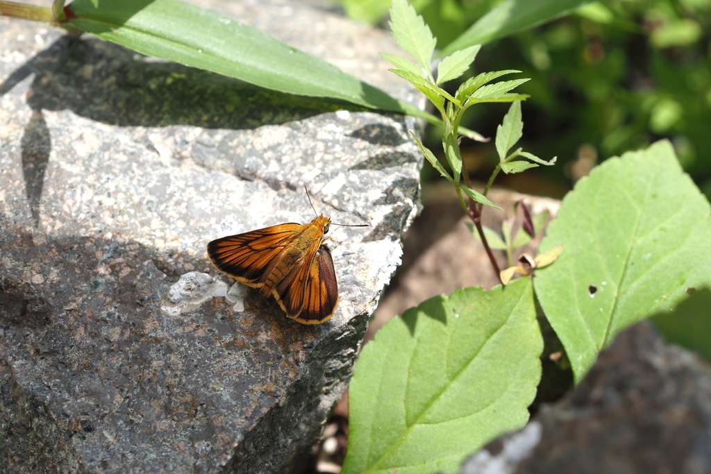 Thymelicus leonina
