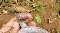 Leposternon microcephalum