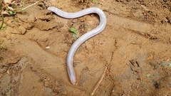 Leposternon microcephalum