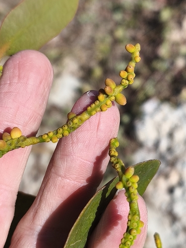 Phoradendron bathyoryctum