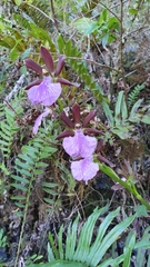 Zygopetalum