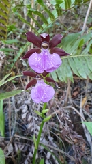 Zygopetalum