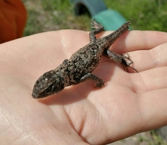 Stenocercus guentheri