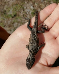 Stenocercus guentheri