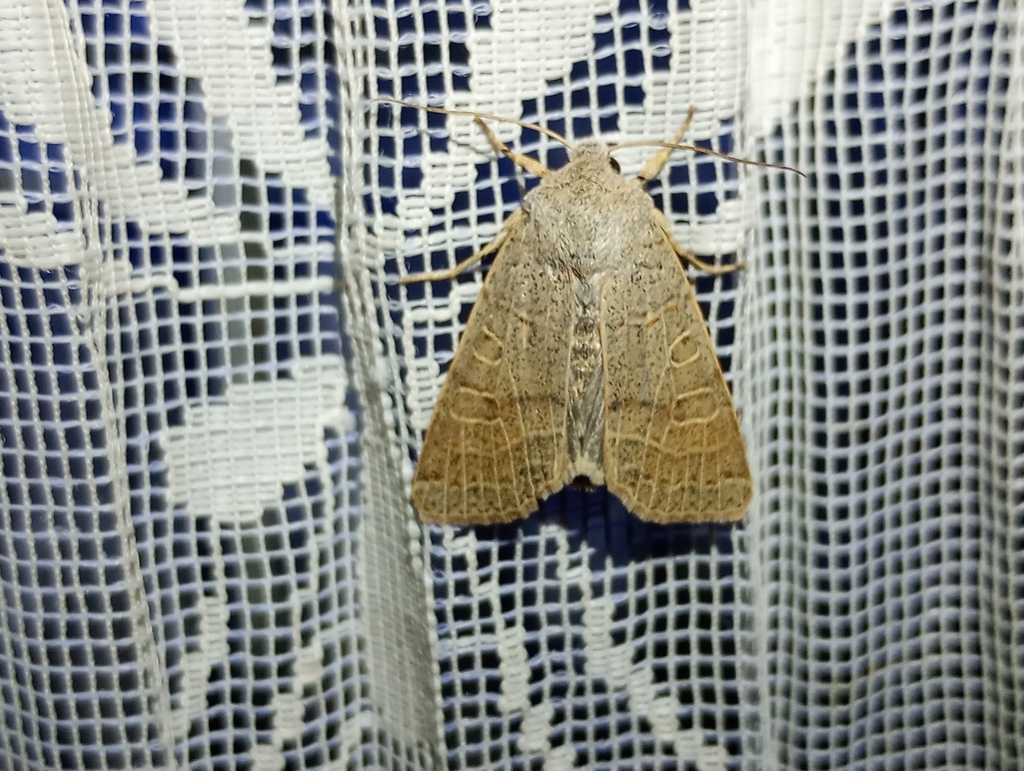 Agrochola humilis