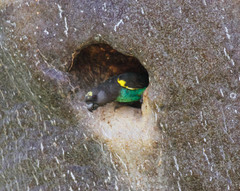 Poicephalus meyeri