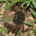 日本絨螯蟹 - Photo 由 Lijin Huang (紫楝) 所上傳的 (c) Lijin Huang (紫楝)，保留部份權利CC BY-NC