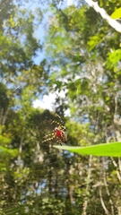 Alpaida alticeps