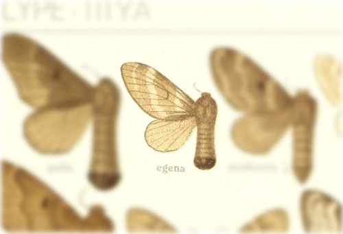Tolype egena