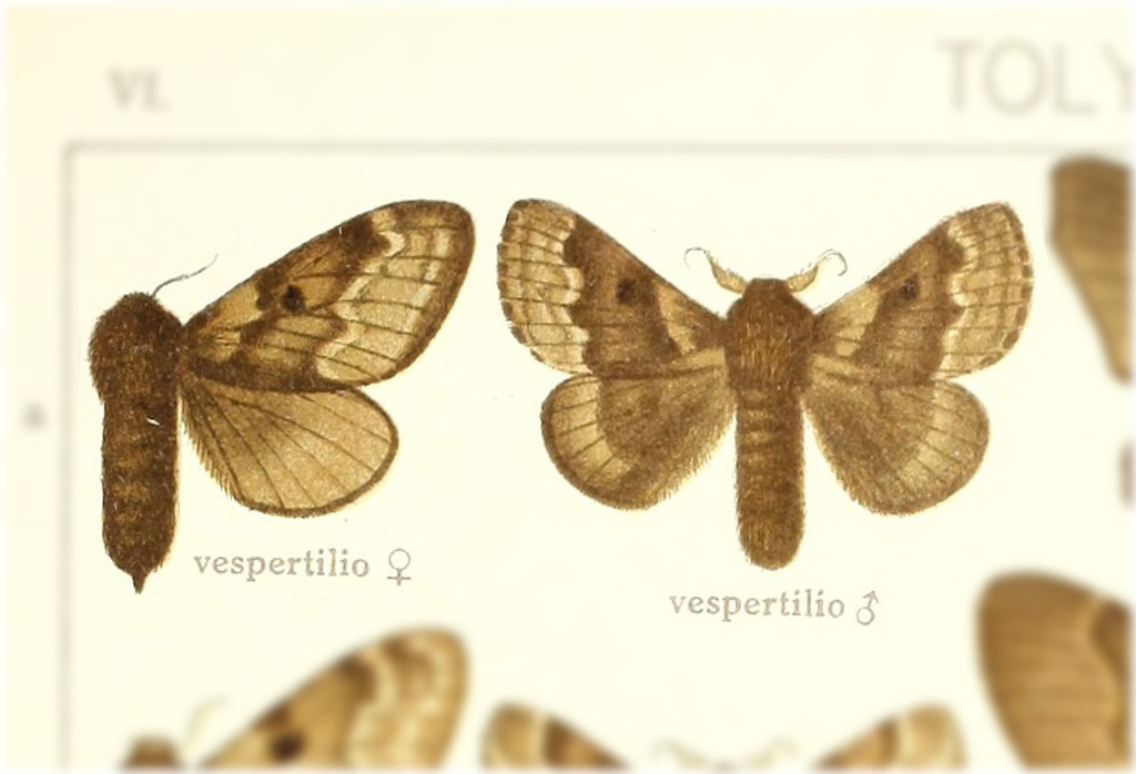 Tolype vespertilio