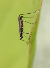 Micropeza corrigiolata