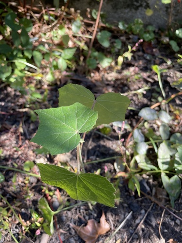Dixie Rosemallow (Hibiscus mutabilis)