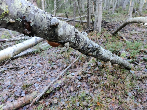 Hoof Fungus