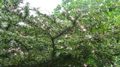 Calliandra surinamensis