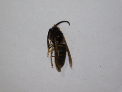 Vespula vulgaris