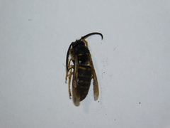 Vespula vulgaris