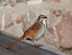 Cichladusa arquata